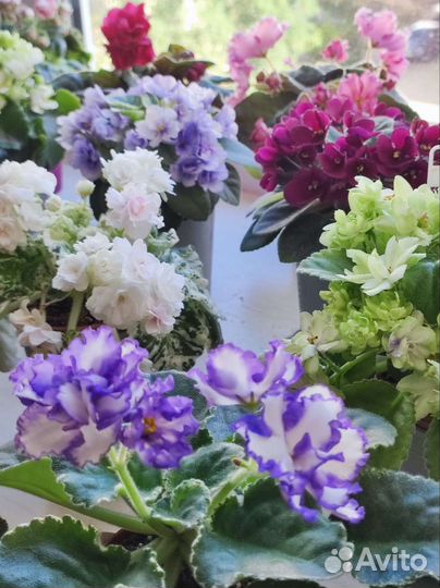 Сортовые фиалочки из домашней коллекции