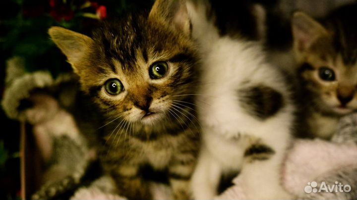 Котята в добрые руки