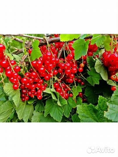 Смородина красная