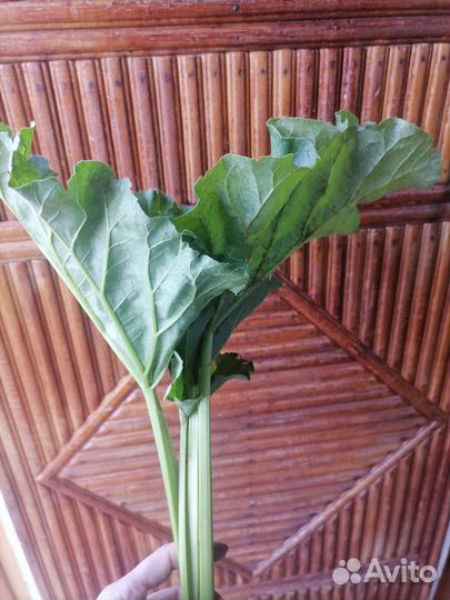 Ревень (свежая срезка и саженцы)