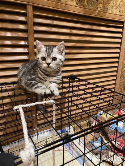 Шотландский котик