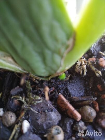 Мильтониопсис