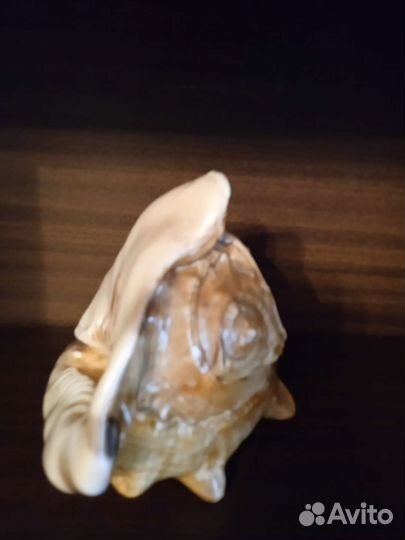 Морские раковины