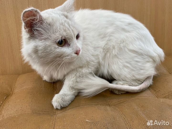 Коты в добрые руки
