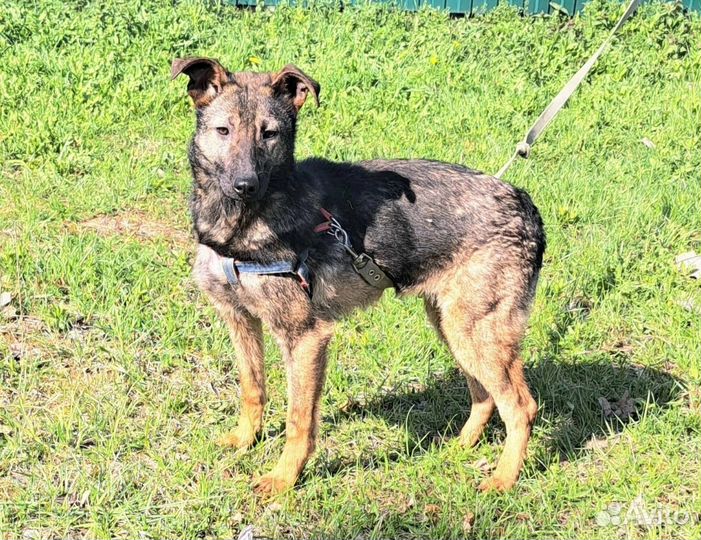 Собака в приюте