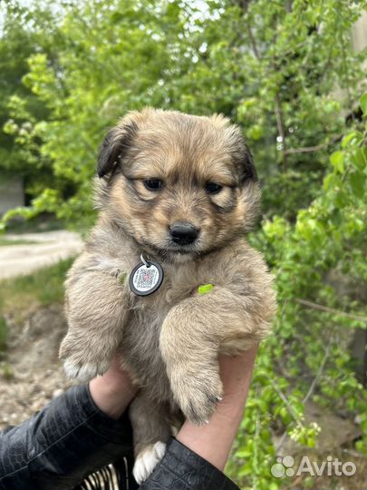 Щенок в добрые руки