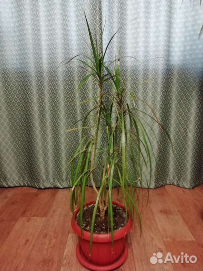 Пальма драцена