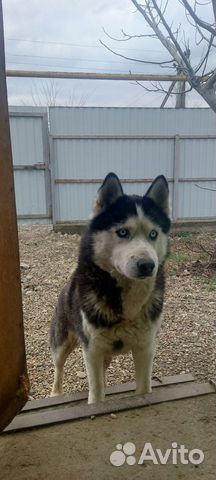 Сибирский хаски собака объявление продам