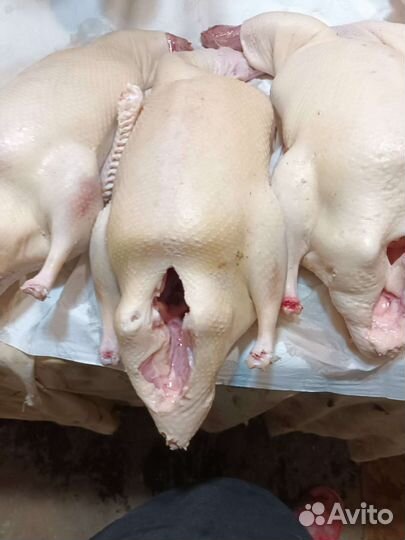 Мясо птицы. Утка