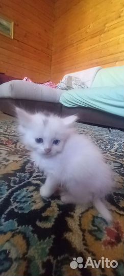 Турецкая ангора