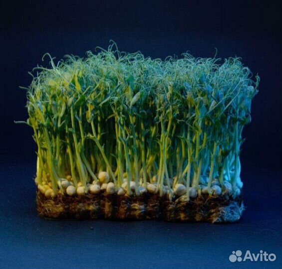 Микрозелень 