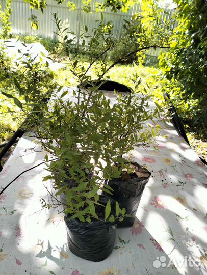 Спирея Грефшейм(Невеста)