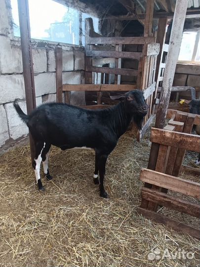 Козёл вязка