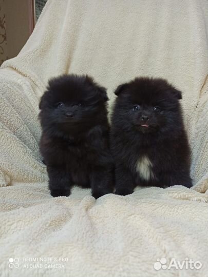 Щенки шпица