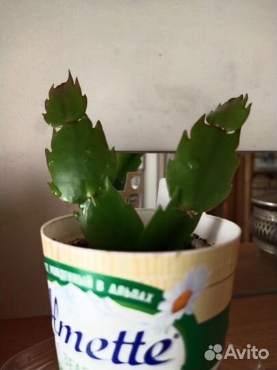 Декабрист шлюмбергера сортовые