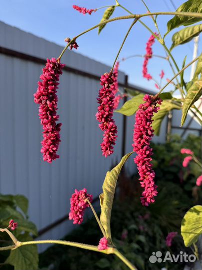 Семена цветка горец почечуйный