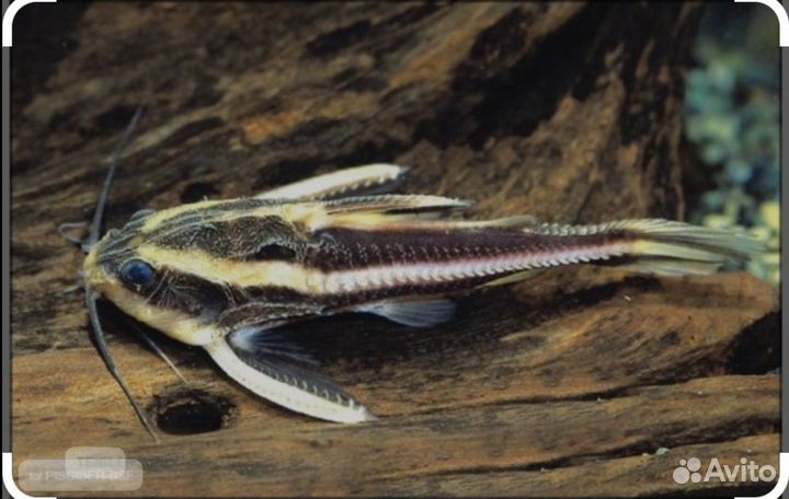 Платидорас