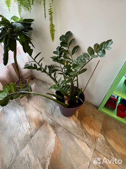 Замиокулькас