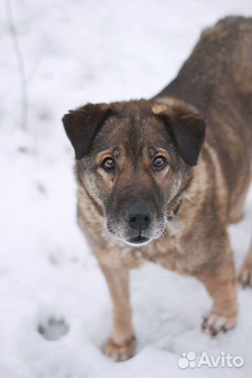 Мане нужен дом. Собака в добрые руки