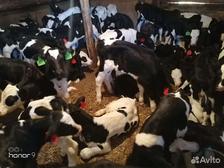 Телята мясной и молочной породы