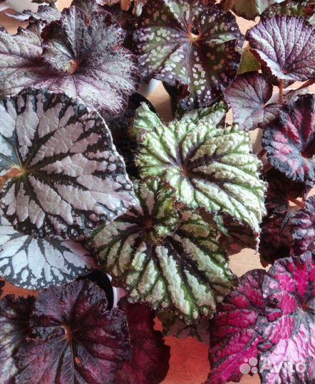 Бегония декоративно лиственная
