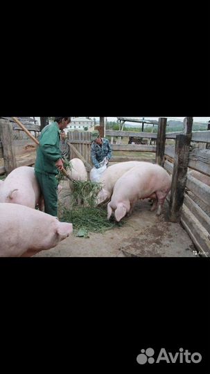 Принимаем живой вес