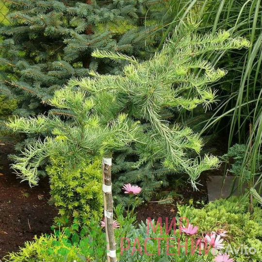 Лиственница штамб Пули, Купидон, Диана, Блю Дварф