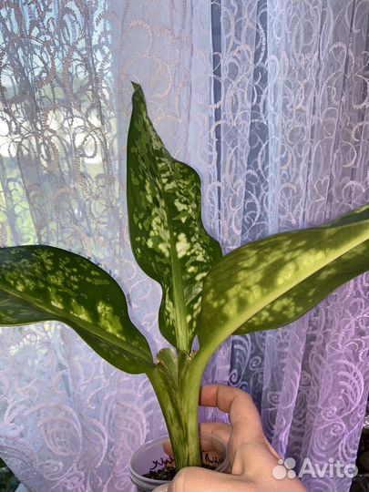 Диффенбахия Кроун