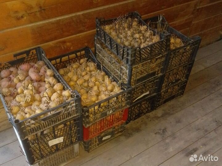 Картофель семенной на посадку