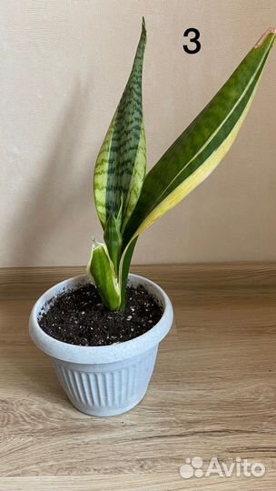 Сансевиерия, тещин язык, щучий хвост