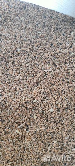 Пшеница. Овёс