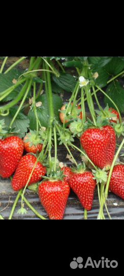 Клубника Сирия рассада