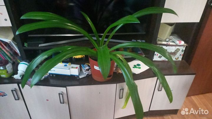 Хлорофитум