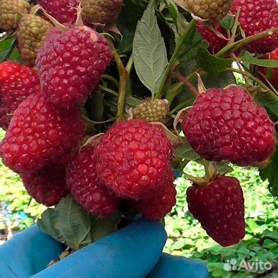 Малина Лячка