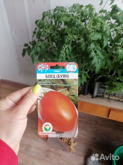 Рассада помидор