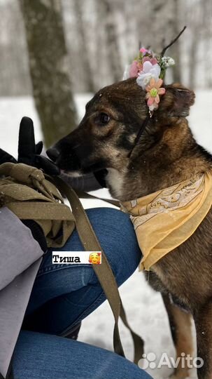 Собака из приюта