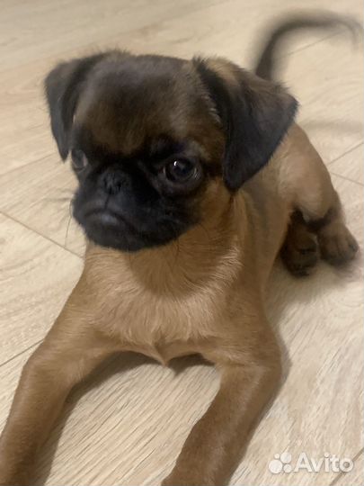 Грифон пти брабансон