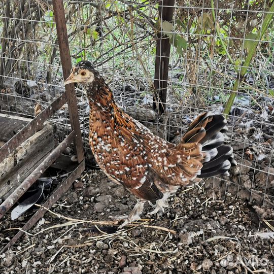 Куры молодки