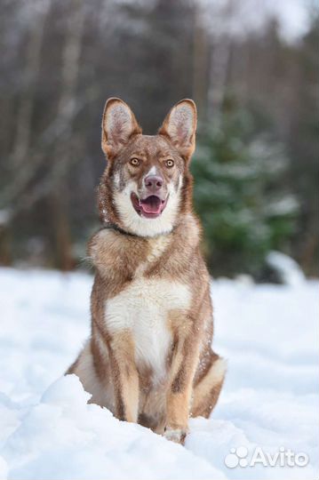 Шикарная собака в добрые руки