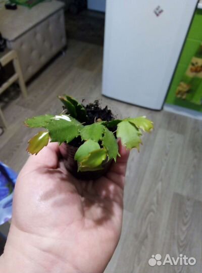 Декабрист, рео, традесканция