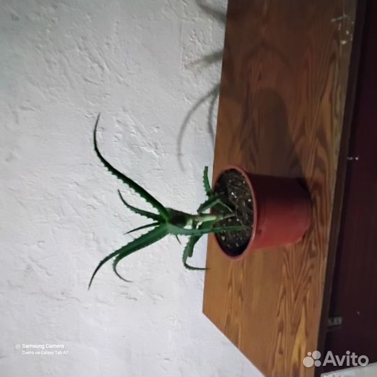 Алое лечебный