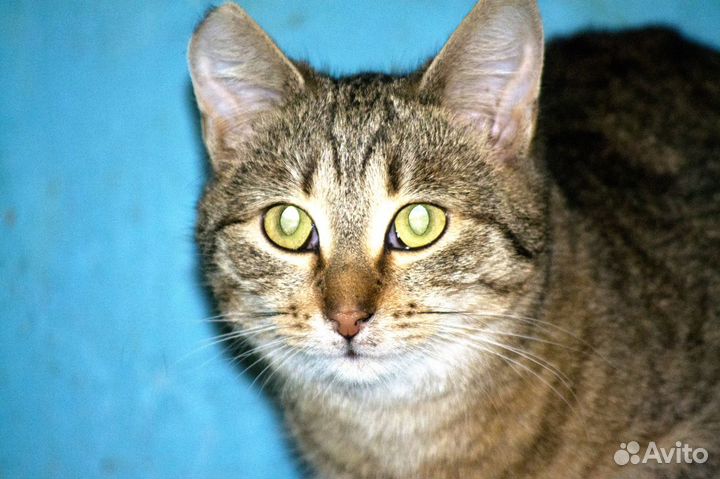 Кошечка Луиза в добрые руки