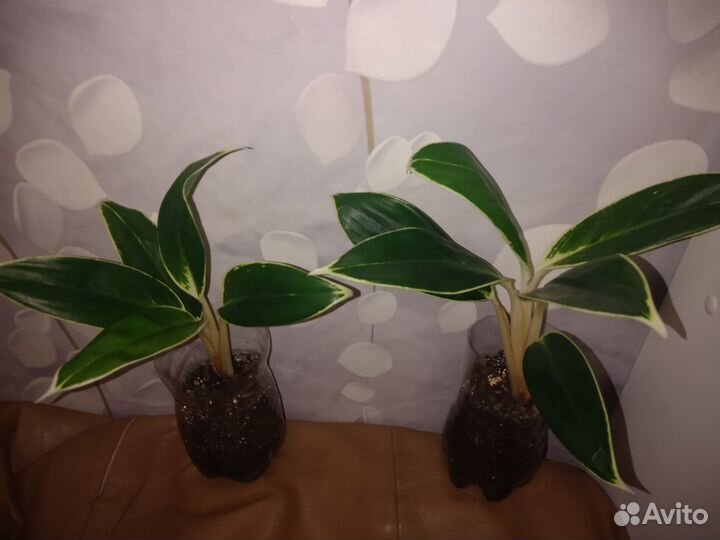 Аглаонема Йок Канхана