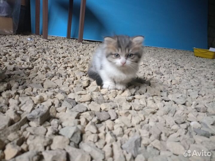 Котята в добрые руки бесплатно