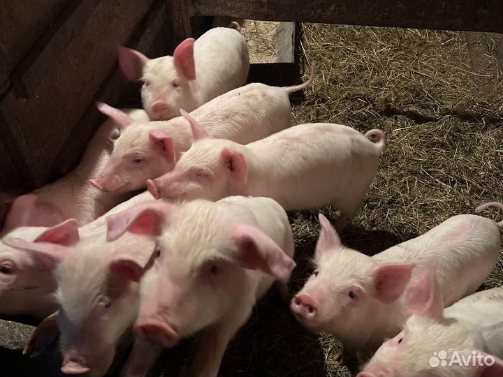 Поросята 40-дневные белые