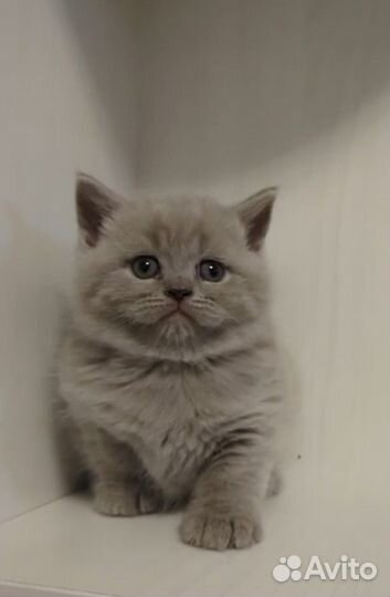 Кошечки и котики
