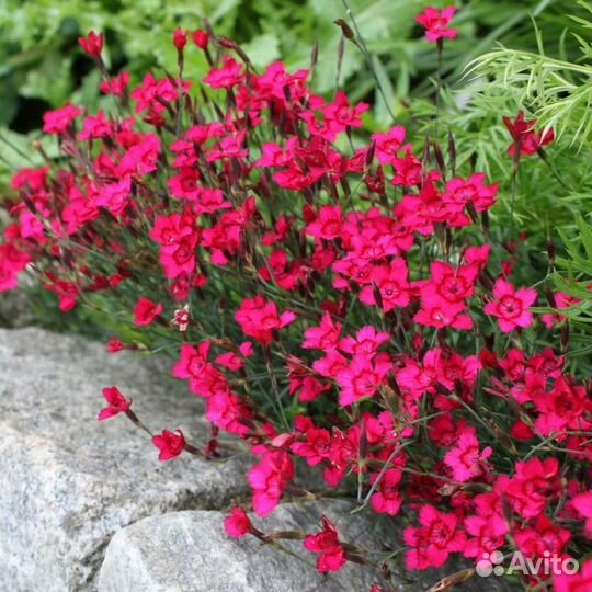 Многолетники для сада