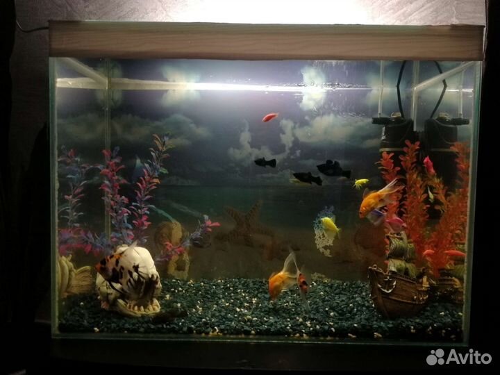 Аквариум