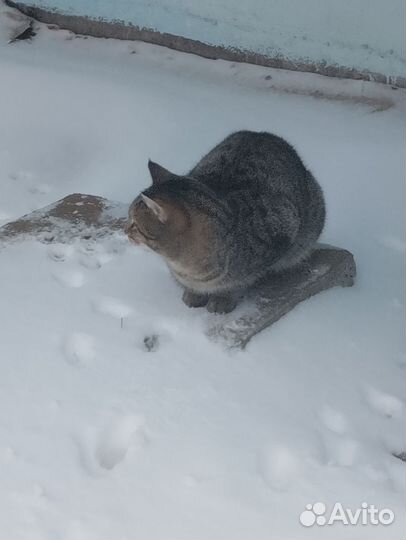Котик в добрые руки