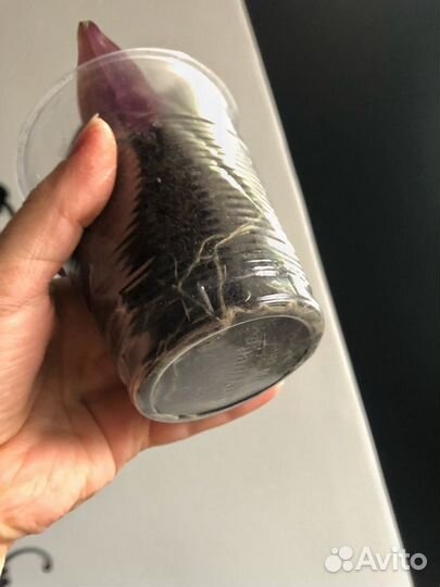 Традесканция зебрина